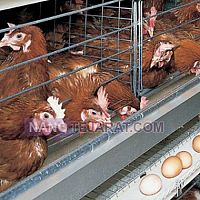 Automatic Poultry
